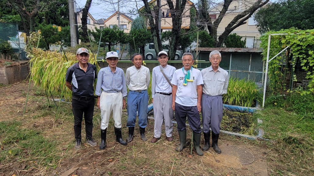 稲の刈り取り　はさ掛けされた稲